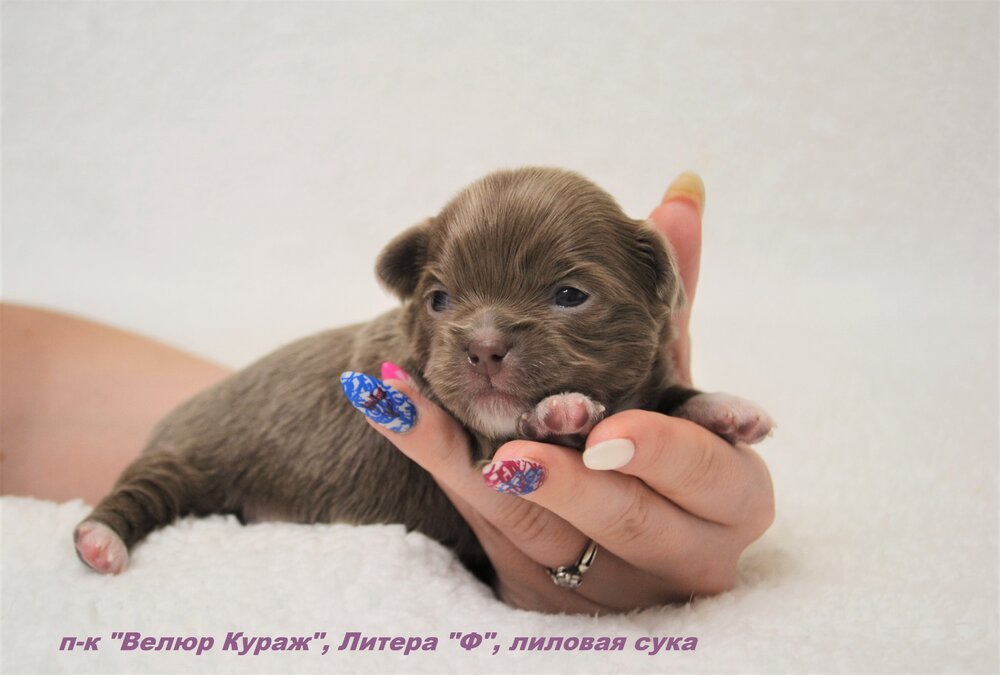 10_3_Сука 1, 14 дней, 3.JPG