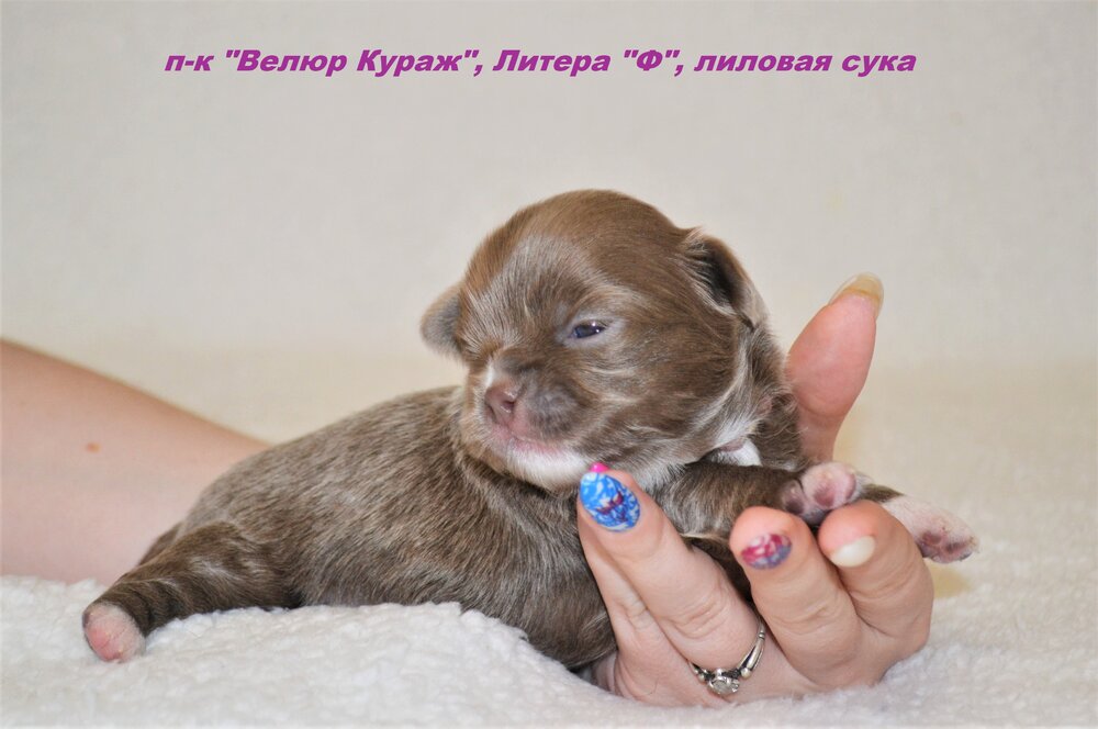 10_3_Сука 1, 14 дней, 5.JPG
