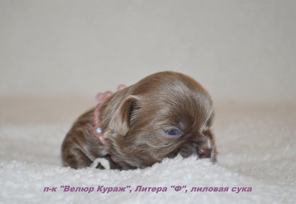 10_3_Сука 1, 14 дней, 6.JPG