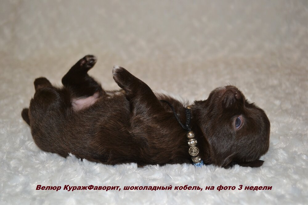 10_3_3 недели шококобель 8.JPG