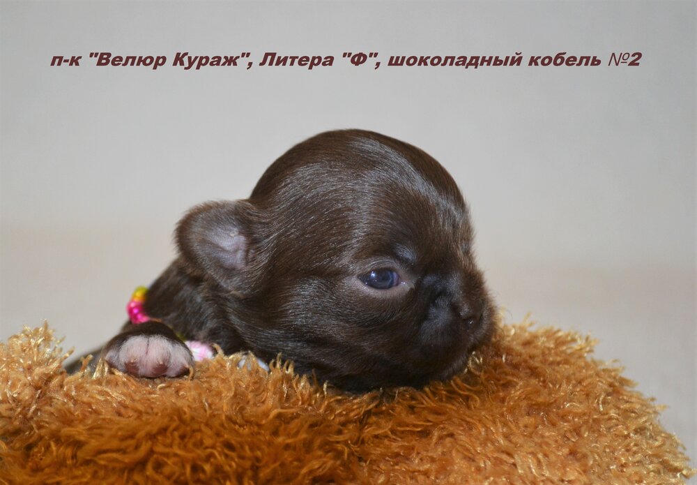 10_3_Кобель 2, 14 дней, 3.JPG
