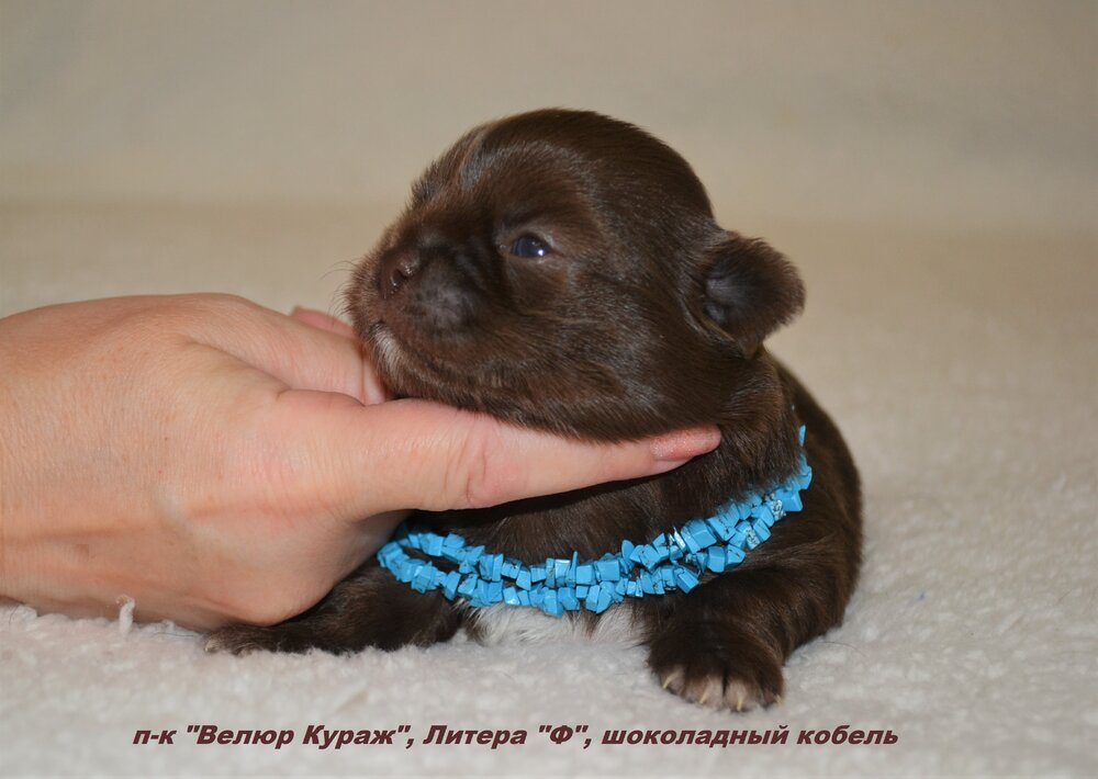 10_3_шококобель №3 2 недели 1.JPG