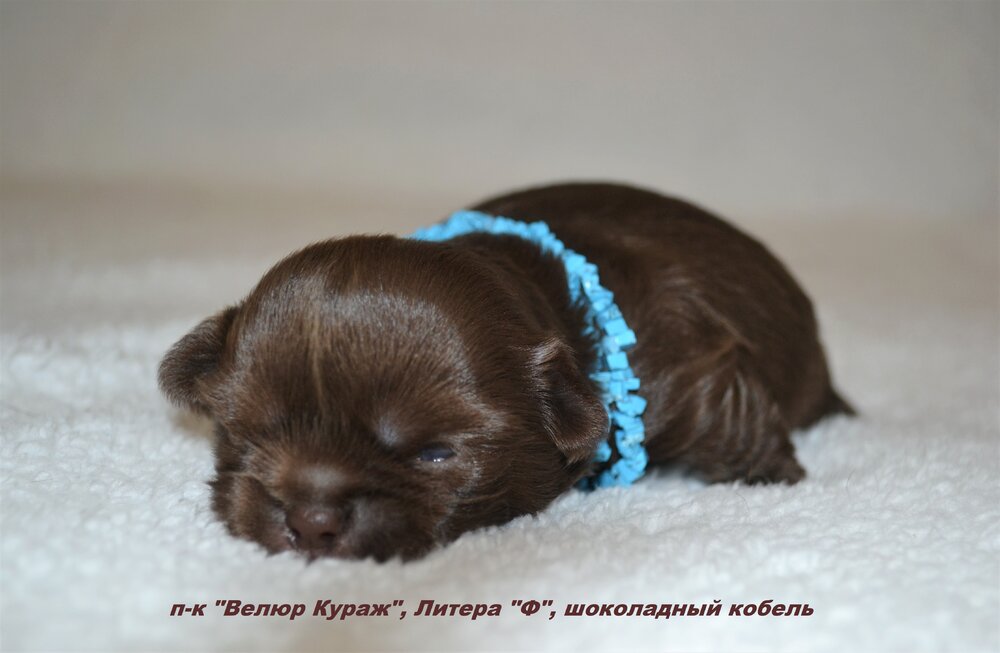 10_3_шококобель №3 2 недели 2.JPG