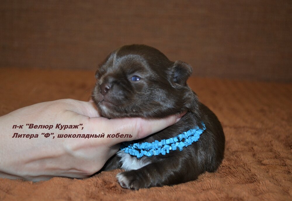 10_3_шококобель №3 2 недели 6.JPG