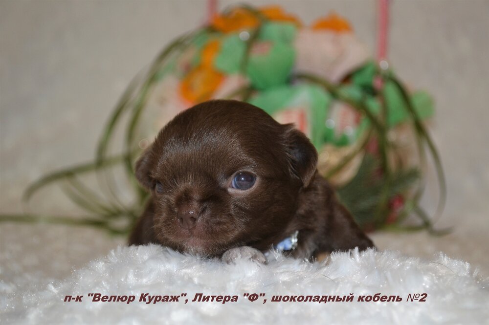 10_3_кобель шоко мелкий 3 недели 5.JPG