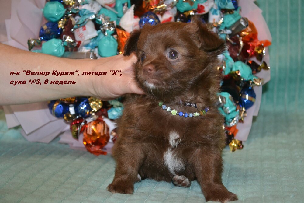 10_3_Сука 3 4.JPG