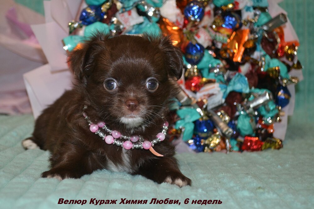 10_3_Сука №2 2.JPG