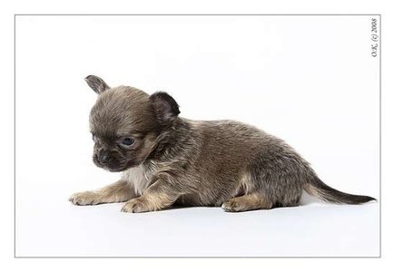 1_puppy_36[1].jpg