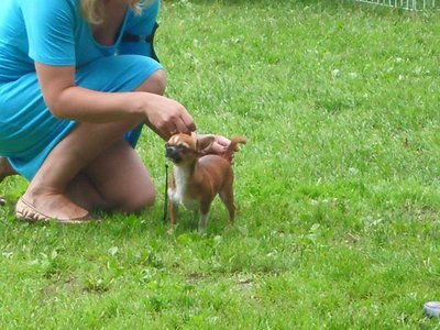 1_выставка Одинцово.Монопородка 083.jpg