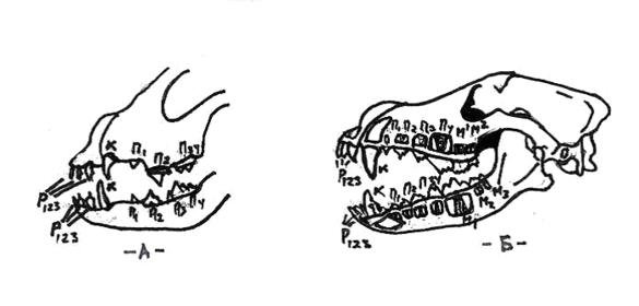 1_teeth 1.jpg