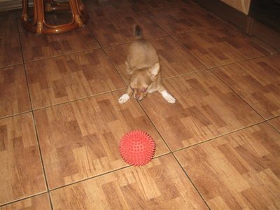 1_IMG_8061 (Medium).jpg