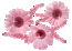 1_1.gif