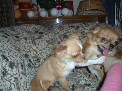 1_CIMG0012.jpg
