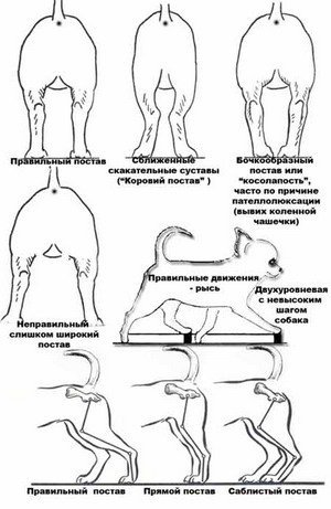 1_задние конечности.jpg