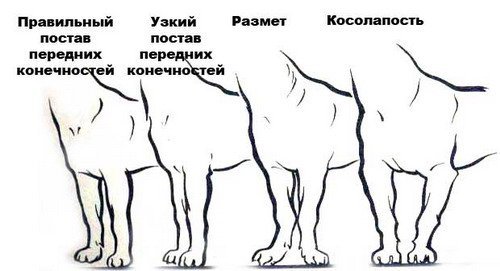 1_передние конечности.jpg