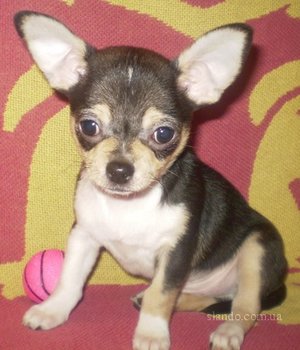 1_chihuahua_malchik_17548641_1_F.jpg