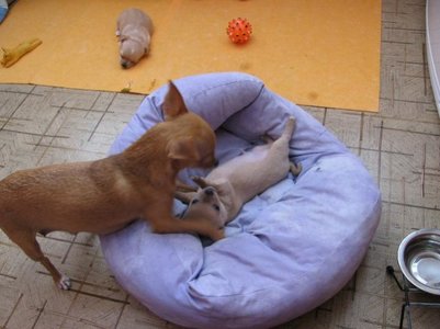 1_Kukla_playing_with_Appolon-15.06.jpg