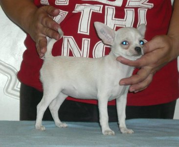 1_h.m.beauty_chihuahua.jpg