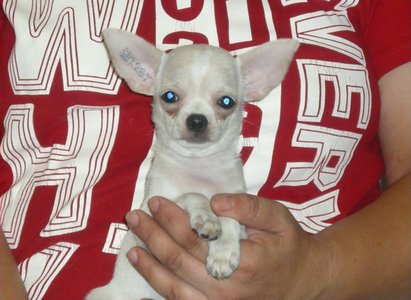 1_h.m.beauty_chihuahua_1.JPG