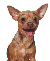 1_dogs-934.gif