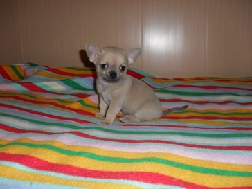 1_Арчи маленький SDC10193.JPG