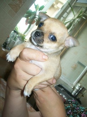 1_prodayu_deshevo_chihuahua_25909107_1_F.jpg