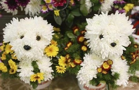 1_1213717788_flowers001.jpg