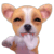 1_dogs-273.gif
