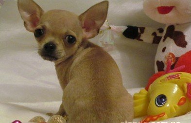 1_chihuahua-mini-schenki_31667342_1_F.jpg