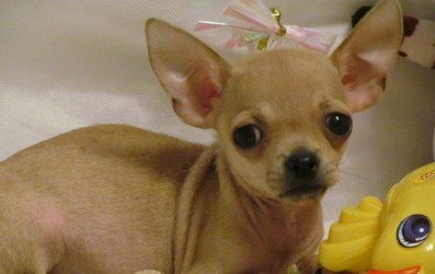 1_chihuahua-mini-schenki_32105438_2_F.jpg