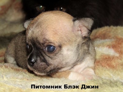 Чихуахуа (editor_1489990198_zypf8Ry.jpg)