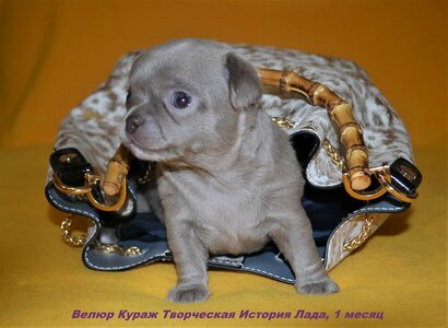 1_1 месяц Лада 1.JPG