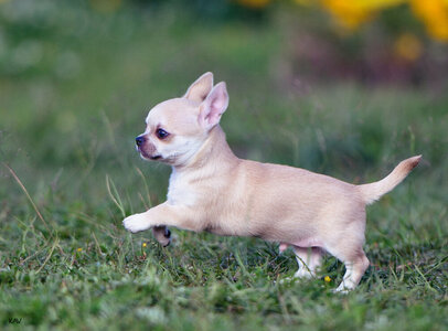 1_Чихуахуа - самая маленькая собачка в мире с большим сердцем!.jpeg
