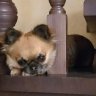 kolosok-59@ mail.ru