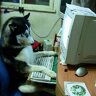 Техническая поддержка [2]