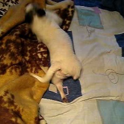 chiuahua_5.avi - YouTube