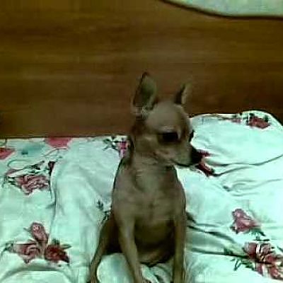 roksana v.1 - Chihuahua, チワワ, 치와와, 奇瓦瓦, צ 'יוואווה, تشيهواهوا - YouTube
