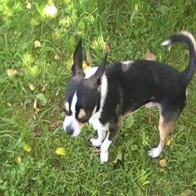 chi-huahua.avi - YouTube