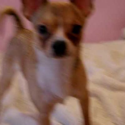 Ирина Троянская v.3 - Chihuahua, チワワ, 치와와, 奇瓦瓦 - YouTube