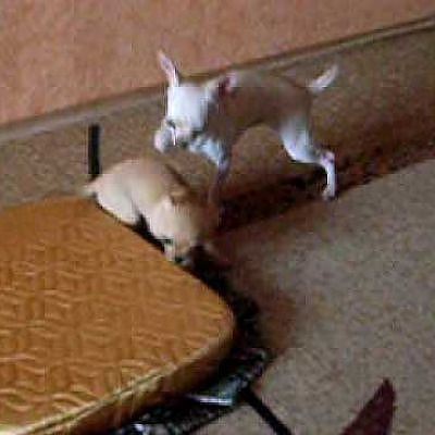 Мария24 v.1 - Chihuahua, チワワ, 치와와, 奇瓦瓦 - YouTube