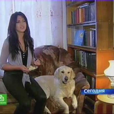 kotika v.1 - Chihuahua, チワワ, 치와와, 奇瓦瓦, צ 'יוואווה, تشيهواهوا - YouTube