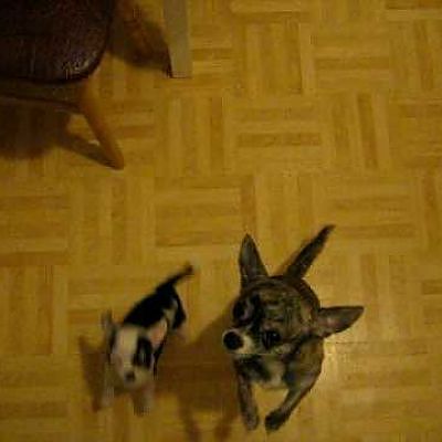София, Джесс & Боня v.1 - Chihuahua, チワワ, 치와와, 奇瓦瓦 - YouTube