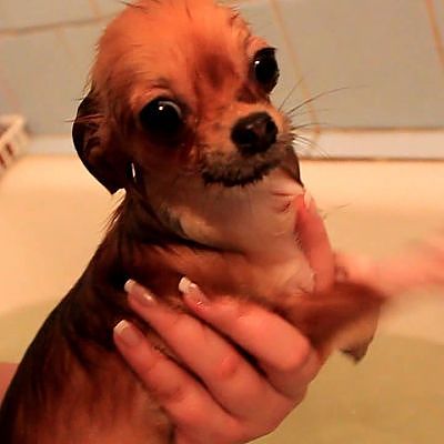 Плывущая чихуахуа | Swimming chihuahua - YouTube