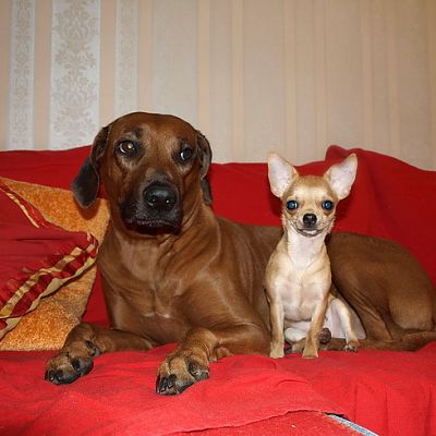 Файра&Вивка