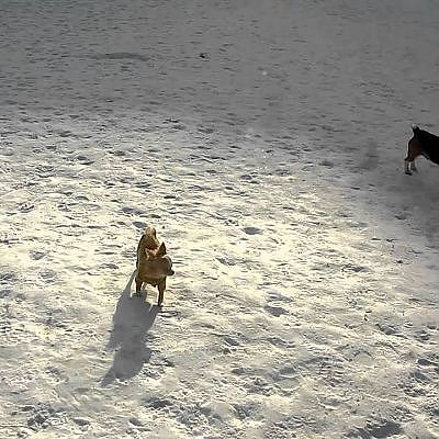 chihuahua - YouTube