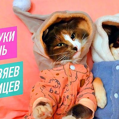 Покупки из зоомагазина для собак