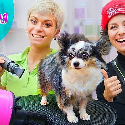 Джакузи для собаки в салоне красоты