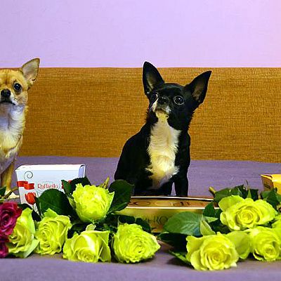 Наши собаки: Феня, Чакки, Буся