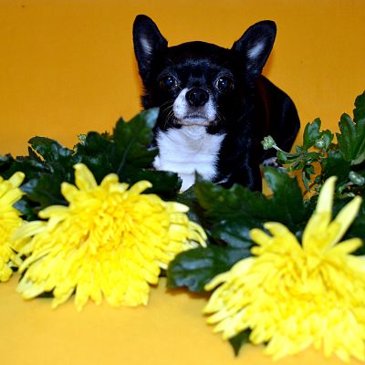 Чакки, 7 лет; п-к Велюр Кураж