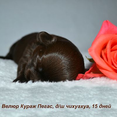 Кобель №1 - ВК Пегас